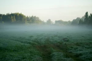 A foggy field with trees in the background