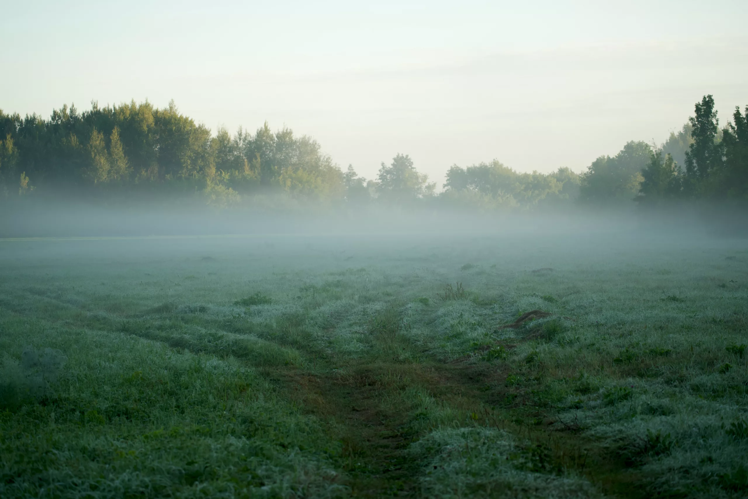 A foggy field with trees in the background at dawn