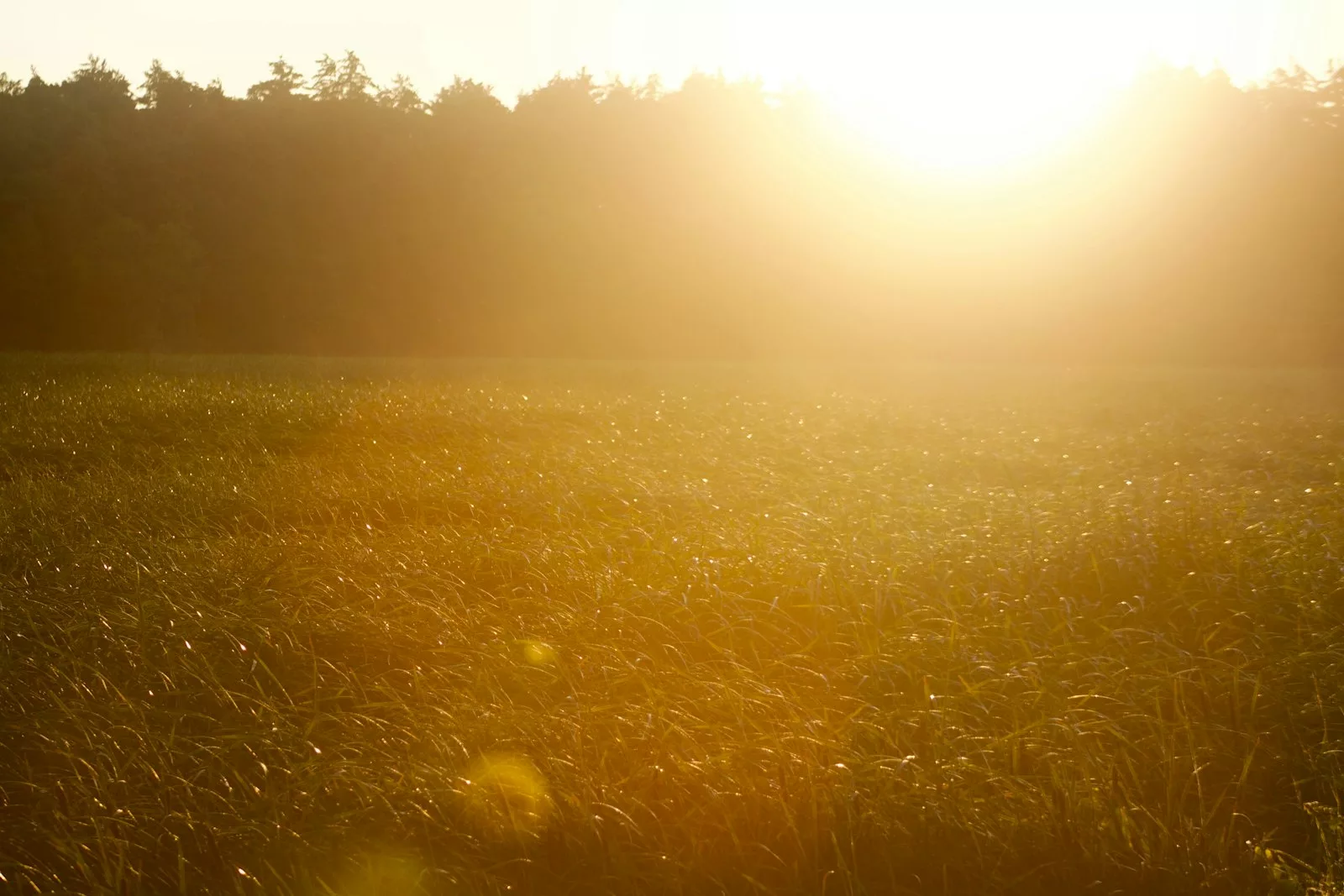 Golden evening light over a grass field