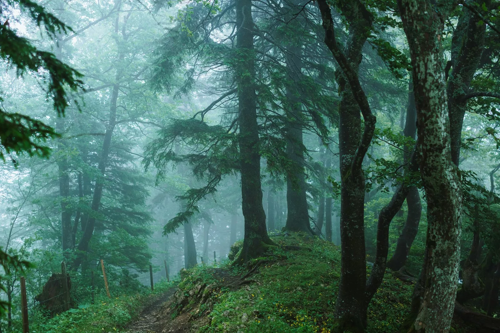 A trail leading into a misty forest