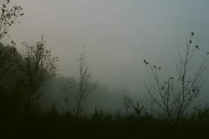 Bare trees in a foggy, overcast landscape.
