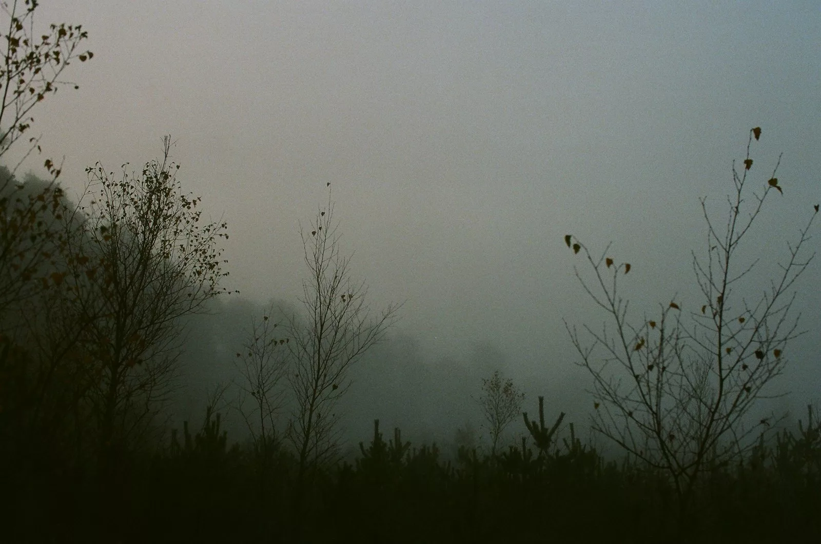 Bare trees in a quiet, foggy landscape