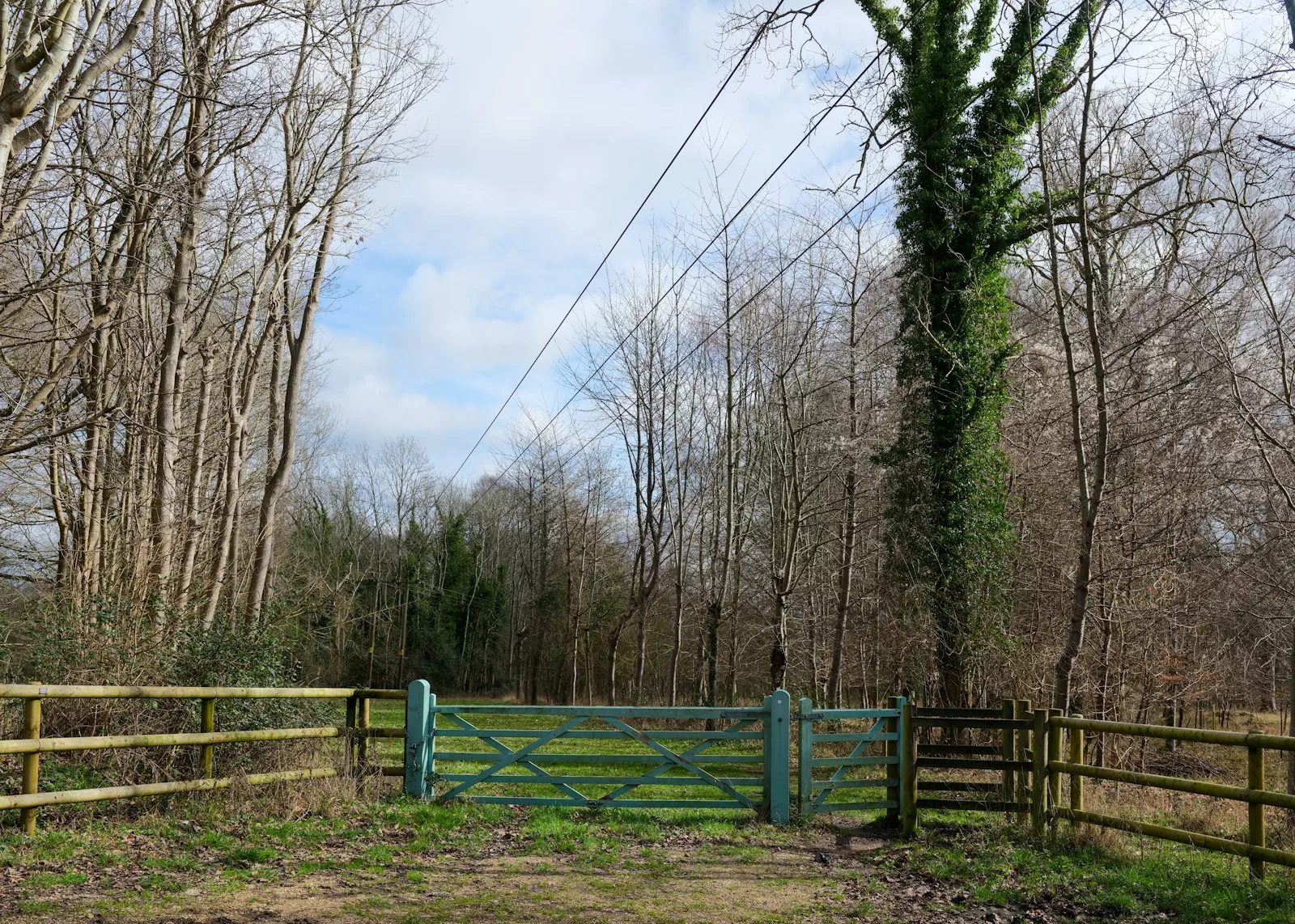 An open gate in a fence at the edge of a wood