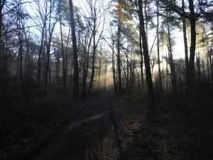 The sun is shining through the trees in the woods