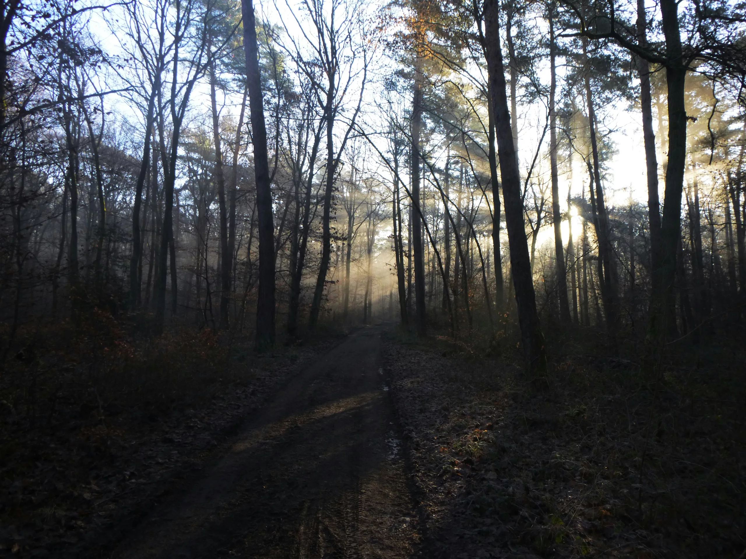 Sunlight breaking through a dark forest onto a path