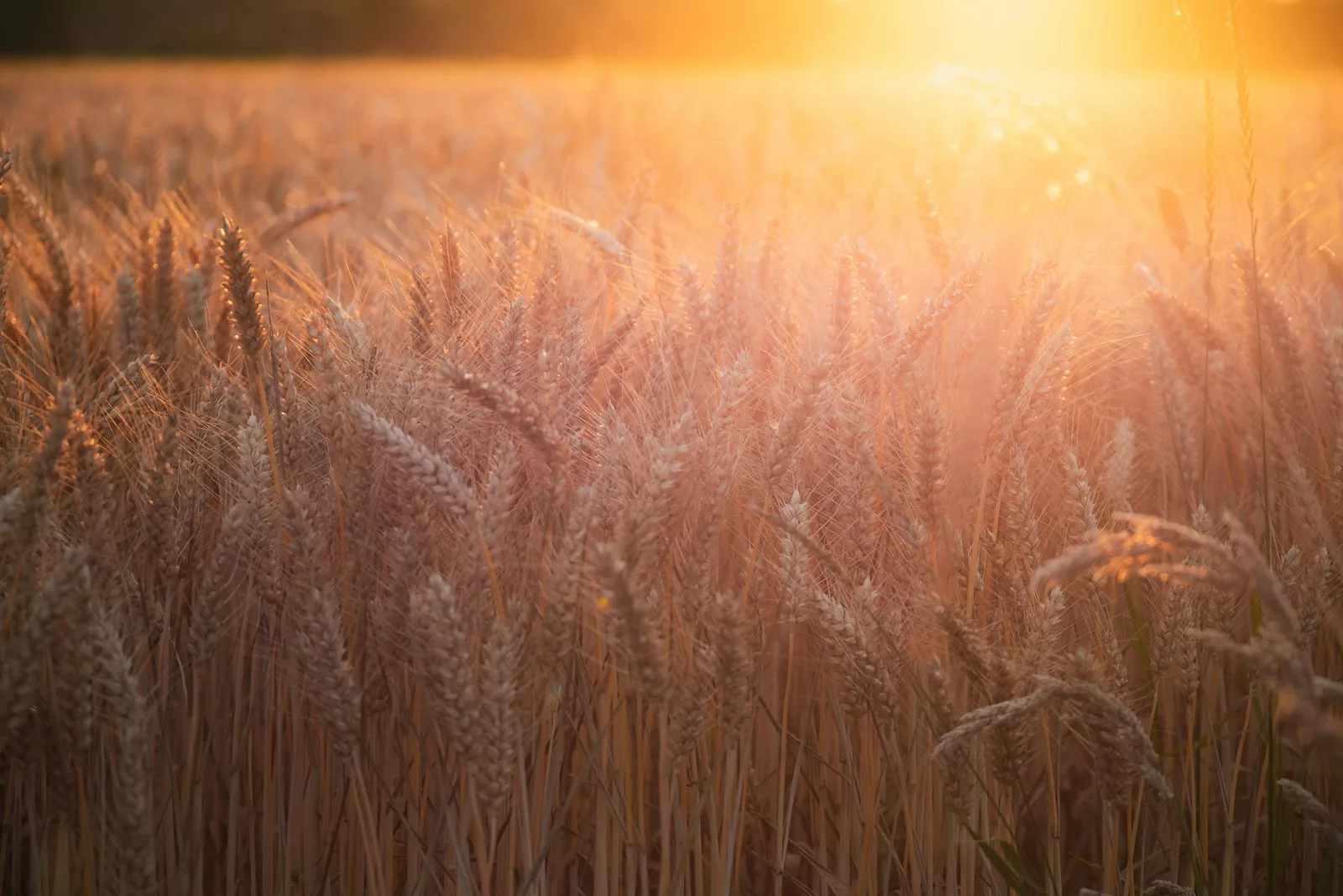 A golden wheat field glowing at sunset
